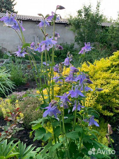 Садовые растения многолетние