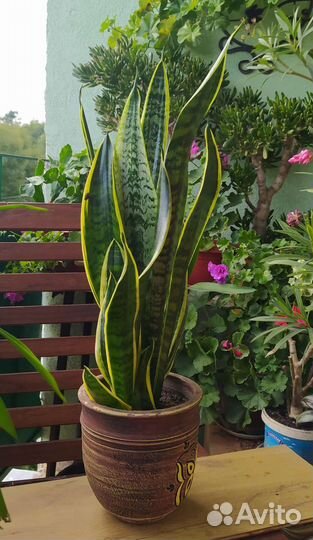 Сансевиерия Футура Суперба