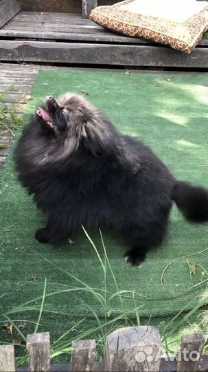 Померанский шпиц