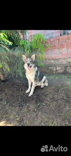 Бетти нуждается в доме