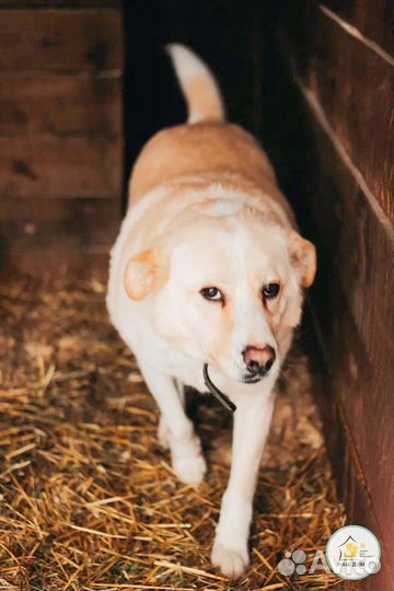 Отличная собака для охраны дома