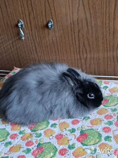 Кролик карликовый рекс, рексолисичка