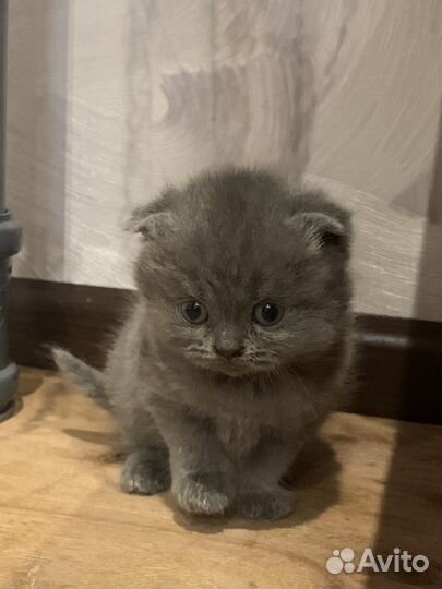 Вислоухие котята