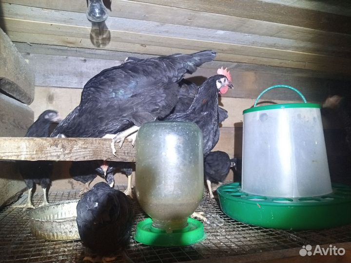 Птенцы, куры молодки