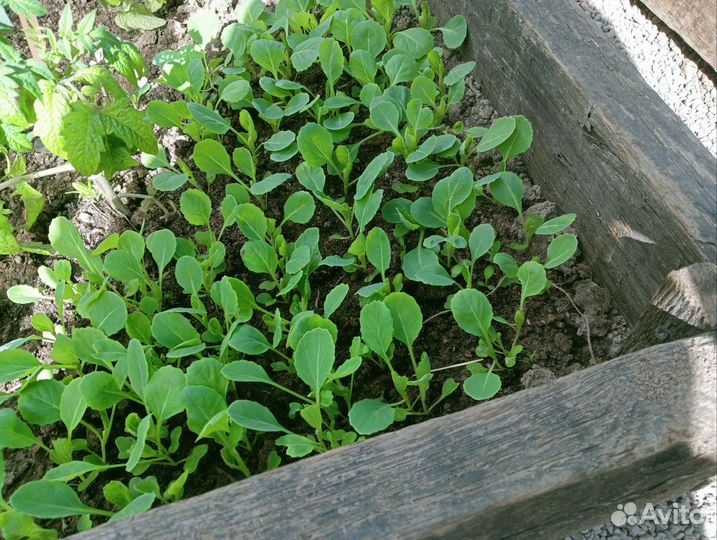 Рассада капусты