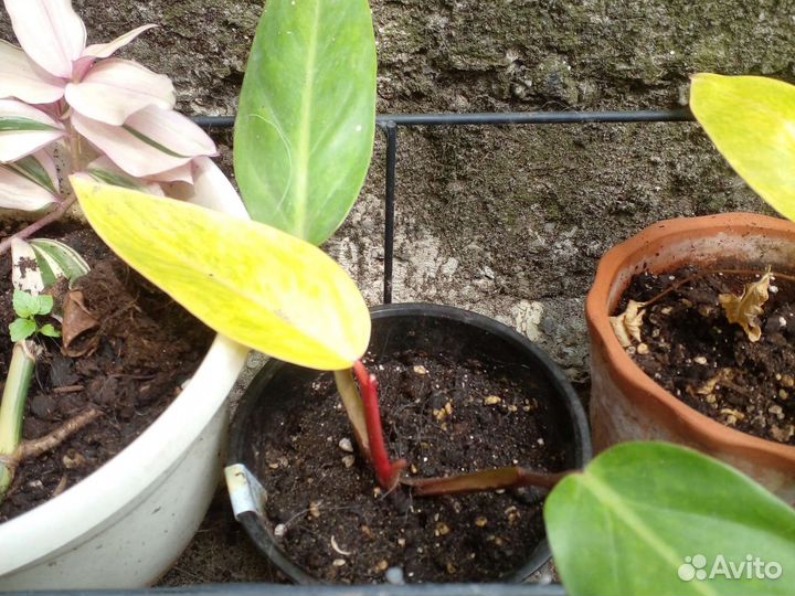 Филодендрон леди паинтед