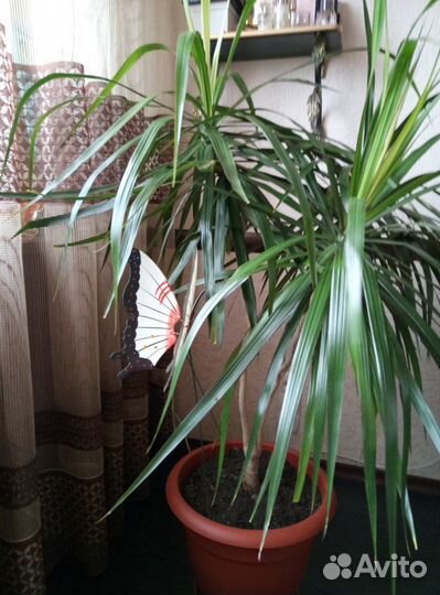 Пальма драцена Маргината