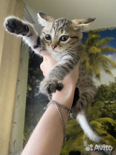 Кошка