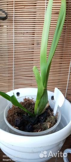 Орхидея брассия