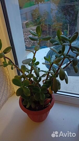 Толстянка (денежное дерево)