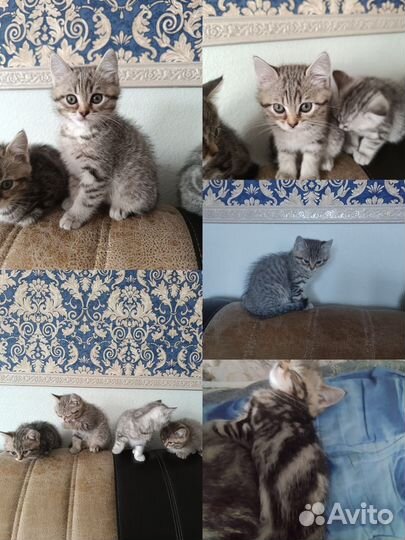 Шотландские котята