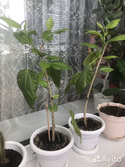 Роза комнатная