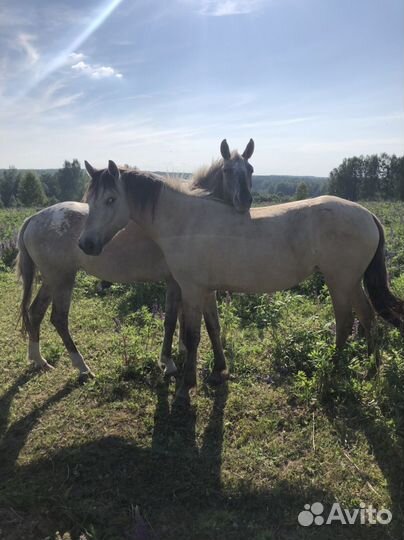 Продажа лошадей