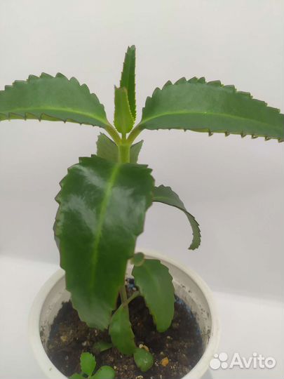 Каланхоэ лечебный