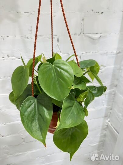 Филодендрон сканденс