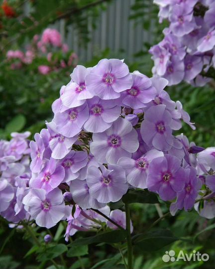 Флоксы и лилии