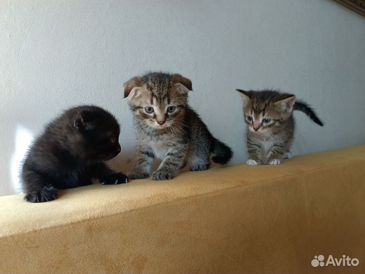 Очаровательнейшие котята ищут дом