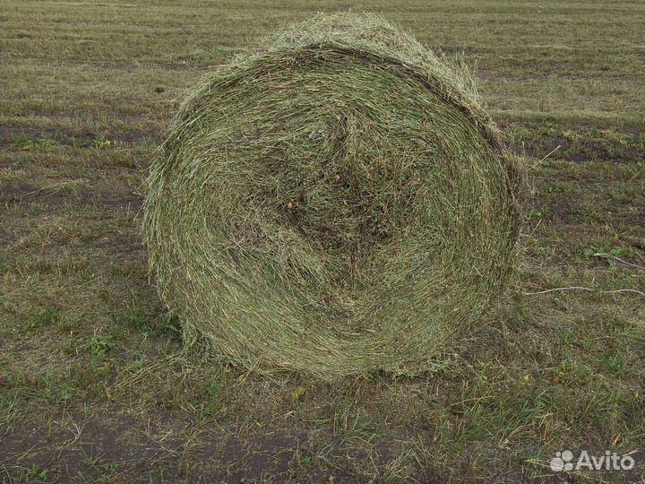 Сено люцерно