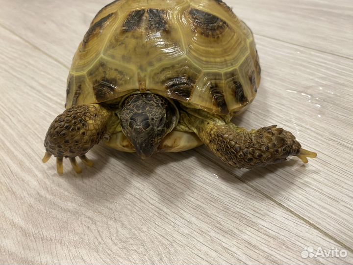 Сухопутная черепаха с террариумум