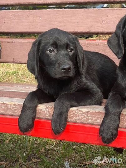 Щенки лабрадора всех окрасов