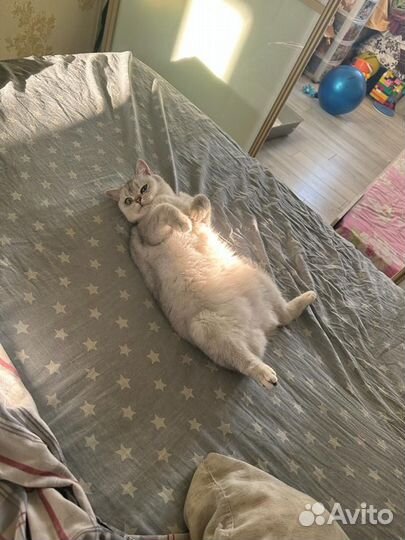 Шотландская прямоухая кошка