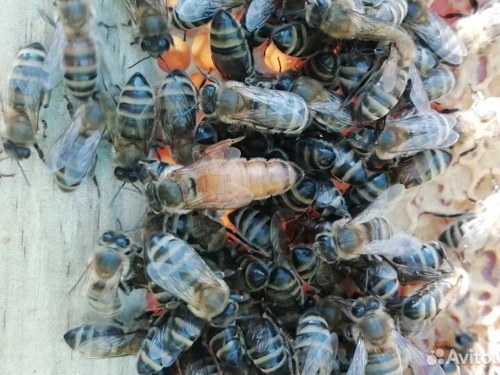 Матки плодные Бакфаст