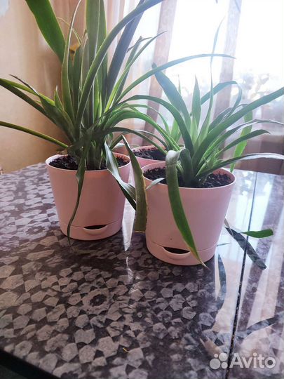 Бильбергия