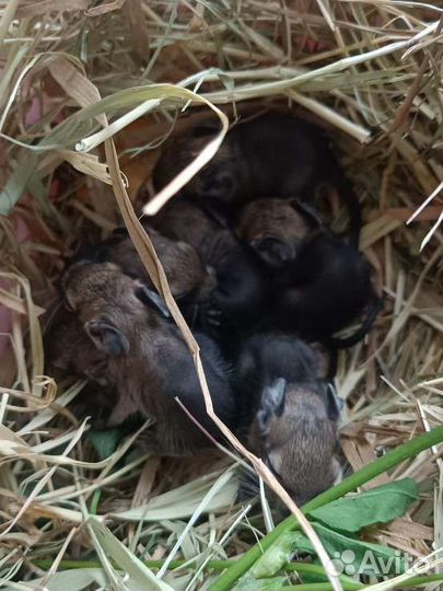 Чилийская белка дегу