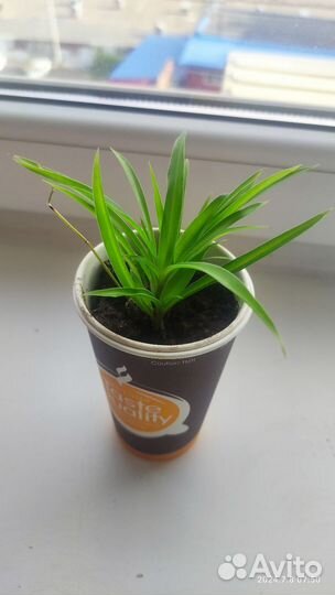 Хлорофитум