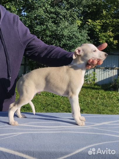 Щенки уиппета