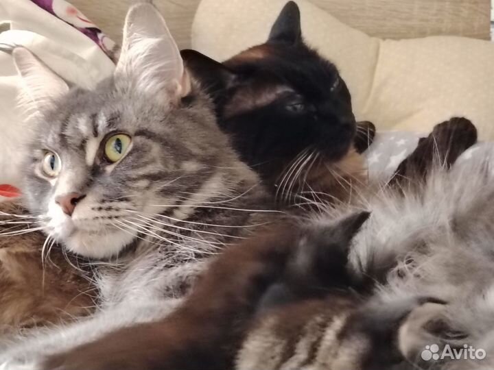 Котенок девочка метис