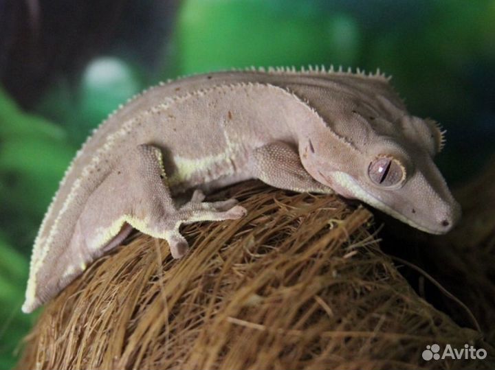 Бананоед Lilly White Phantom