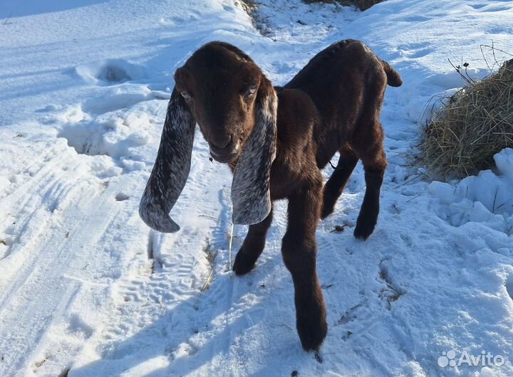 Козы камори