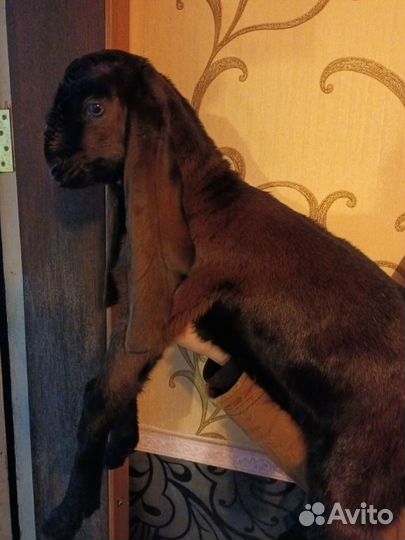 Козочки и Козлик ан/Камори