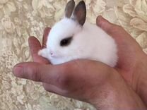 Беленькие карликовые крольчата