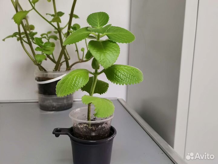 Комнатная мята