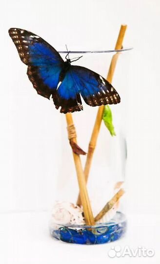 Детская Миниферма Тропических Бабочек ф/б-106