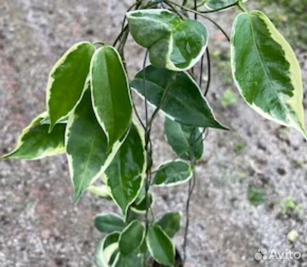 Хойя Kenejiana albomarginata