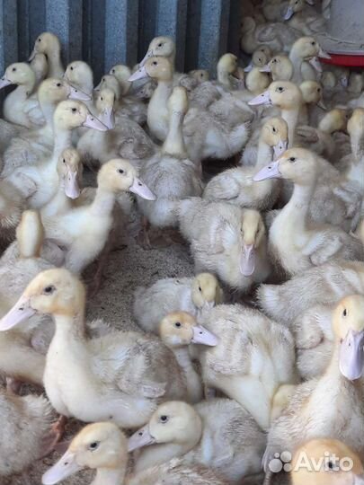 Муларды индоутки гусята