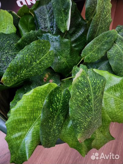 Калатея нетворк