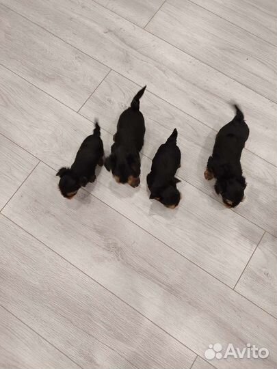 Йоркширский терьер мини беби фейс щенки