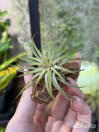 Тилландсия атмосферная