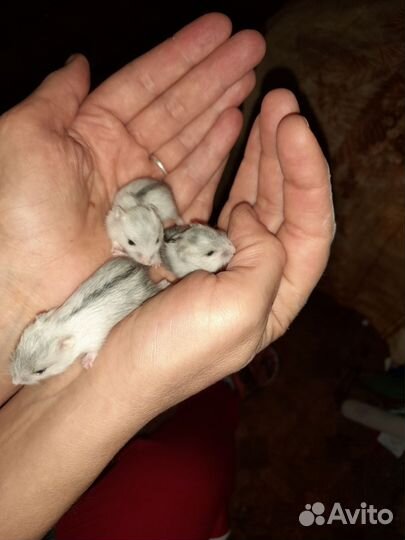 Джунгарский хомяк