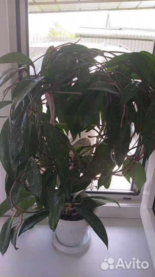 Хойя взрослая