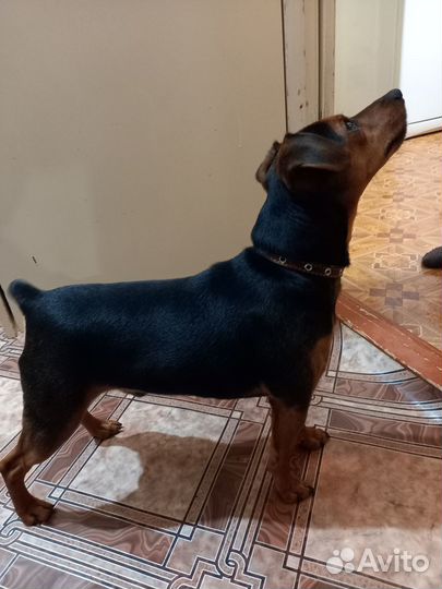 Цвергпинчер