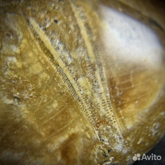 Окаменелый морской еж окаменелость ископаемое