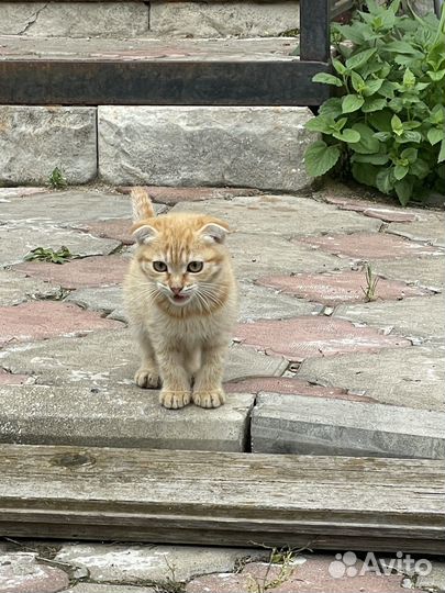 Кошка в дар