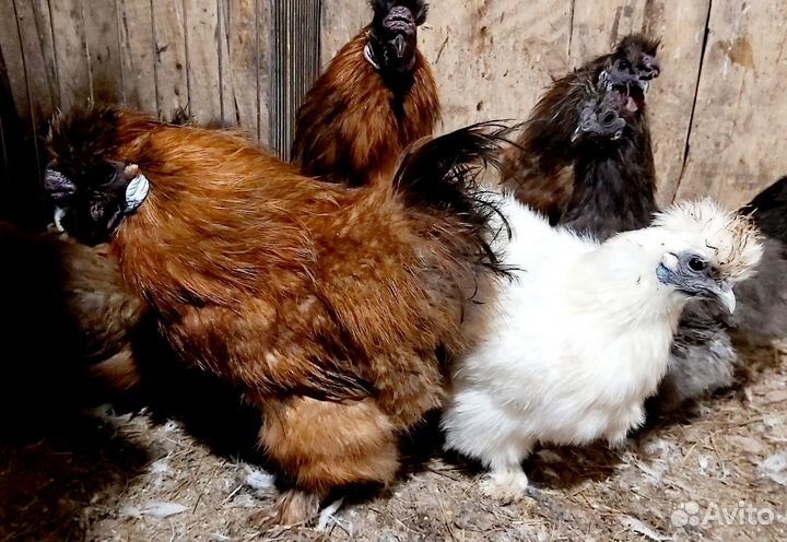 Цыплята китайские шелковые