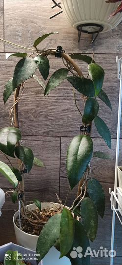 Хойи сортовые