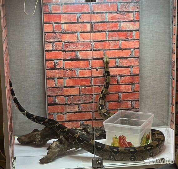 Террариум с Императорским удавом
